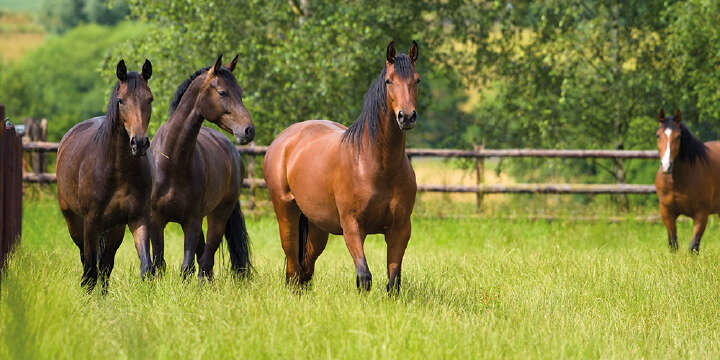 Themenwelten Pferde anweiden[1]